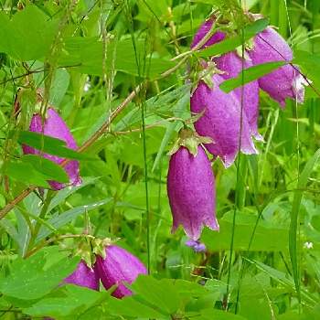 赤紫の花の投稿画像一覧 Greensnap グリーンスナップ