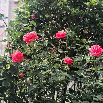 薔薇 ダブルノックアウト 赤の画像 by Kay_Tama-gsk さん | 広い庭と薔薇 ダブルノックアウト 赤と赤い花とカラフルと初夏の景色とKays_garden
