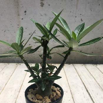 アデニウム ソマレンセの投稿画像一覧 Greensnap グリーンスナップ