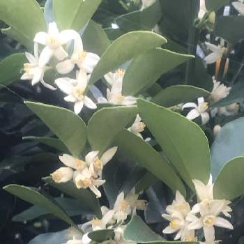 金柑の花の投稿画像一覧 Greensnap グリーンスナップ
