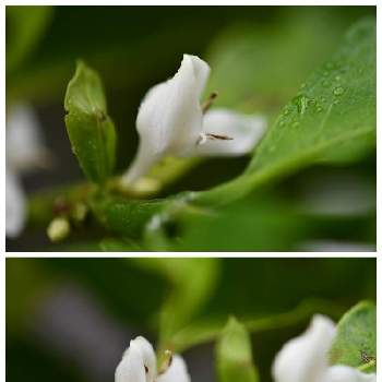 コーヒーの花の画像 by 四季の緑さん | バルコニー/ベランダとコーヒーの花とマクロ撮影と一眼レフ撮影