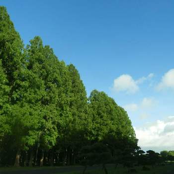 今朝の散歩道の画像 by m＆oさん | お出かけ先とメタセコイアの森と雲撮りと水元公園と雲仲間と空撮りと今朝の散歩道