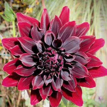 黒いお花が好きの投稿画像一覧 Greensnap グリーンスナップ 黒いお花が好きの投稿画像一覧 Greensnap グリーンスナップ