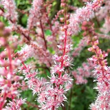 アスチルベの投稿画像一覧 Greensnap グリーンスナップ