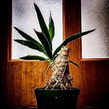 ユッカ エレファンティペスの投稿画像一覧 Greensnap グリーンスナップ