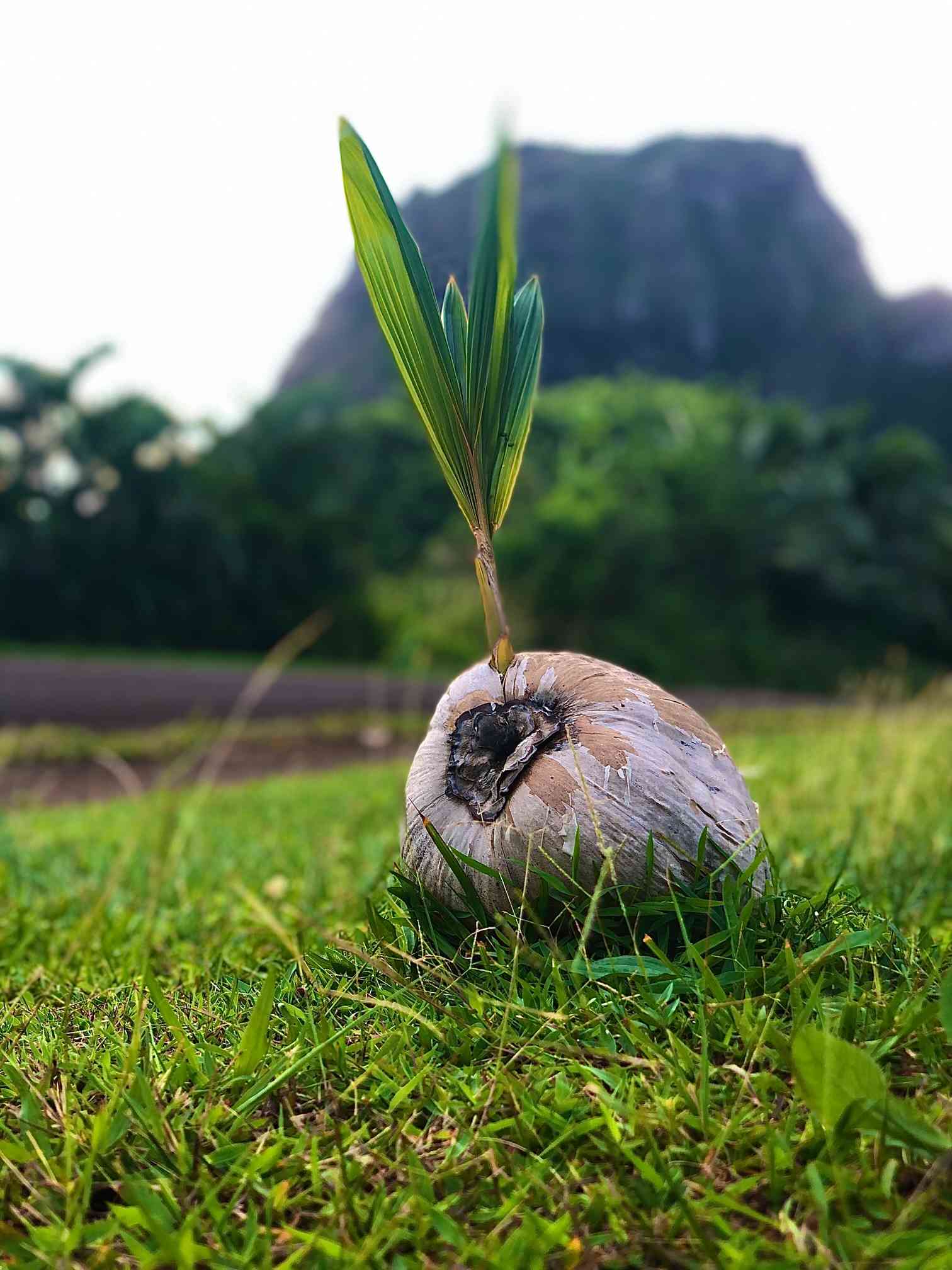 ココヤシを種から育てる🥥🌴｜🍀GreenSnap（グリーンスナップ）