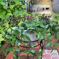 ブライダルベールの育て方 植え替え方法や 冬の管理方法は Greensnap グリーンスナップ