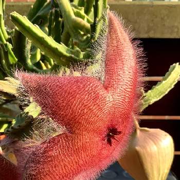 臭い花の投稿画像一覧 Greensnap グリーンスナップ