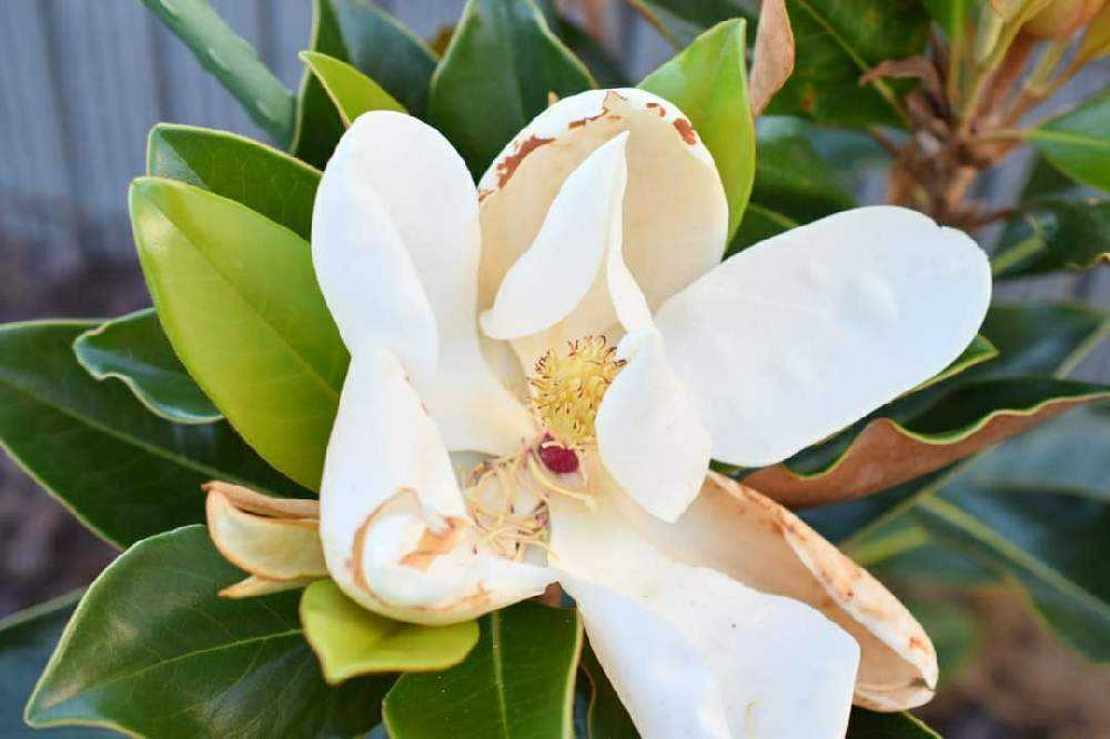 タイサンボク・ケイパレスの成長記録｜🍀GreenSnap（グリーンスナップ）