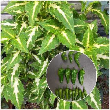 トウガラシの投稿画像一覧 Greensnap グリーンスナップ