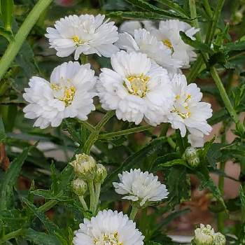 アキレア ノブレッサの投稿画像一覧 Greensnap グリーンスナップ