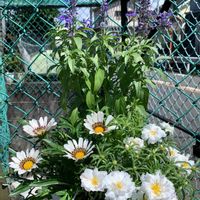ガザニア,ブルーサルビア,マツバボタン,寄せ植え,花のある暮らしの画像