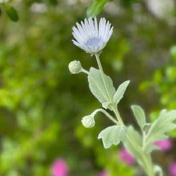 アークトチス グランディスの投稿画像一覧 Greensnap グリーンスナップ