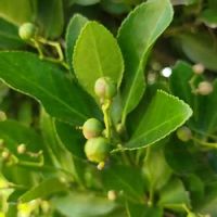 マサキの育て方 植え付け時期や挿し木の方法は Greensnap グリーンスナップ