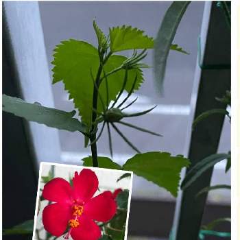 原種ハイビスカスの投稿画像一覧 Greensnap グリーンスナップ