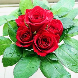 バラ、薔薇、ばら,赤い花,切り花,フラワーアレンジメント,花束の画像