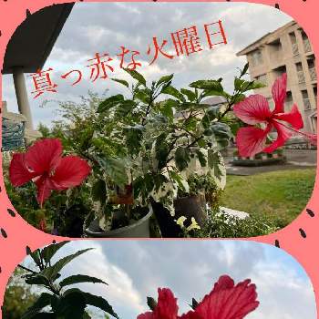 斑入りハイビスカスの花の画像 by グリーンベル♪ さん | 斑入りハイビスカスの花とハイビスカス.フラミンゴと真っ赤な火曜日