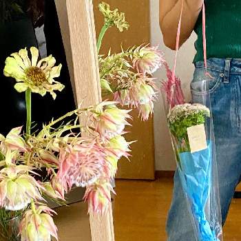 バラ オリエンタルエクレールの投稿画像一覧 Greensnap グリーンスナップ