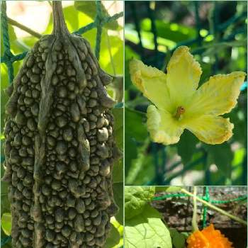 ウリ科の投稿画像一覧 Greensnap グリーンスナップ