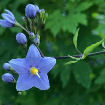 水色の花の投稿画像一覧 Greensnap グリーンスナップ