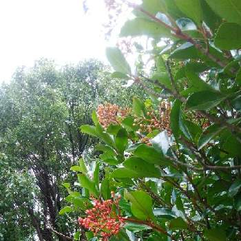 ガマズミ属の画像 by カコさん | お出かけ先と珊瑚樹(サンゴジュ)と常緑高木とスイカズラ科と広見公園と赤い実とガマズミ属