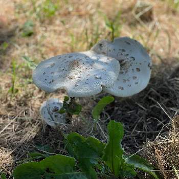 大きなキノコの投稿画像一覧 Greensnap グリーンスナップ