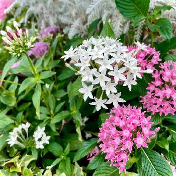 クササンタンカ属の投稿画像一覧 Greensnap グリーンスナップ