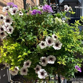 ペチュニア カプチーノの投稿画像一覧 Greensnap グリーンスナップ