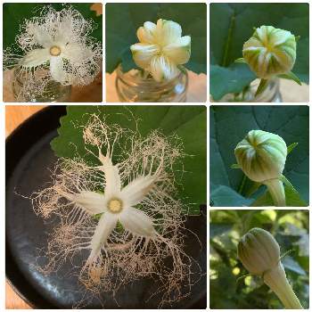 ウリ科の投稿画像一覧 Greensnap グリーンスナップ