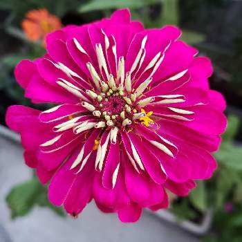 ショッキングピンクの投稿画像一覧 Greensnap グリーンスナップ