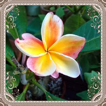 プルメリア♪の画像 by メリーさん | 小さな庭と鉢植えと花のある暮らしとプルメリア♪とおうち園芸