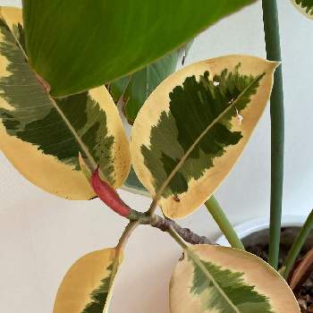 インドゴムノキ の投稿画像一覧 Greensnap グリーンスナップ