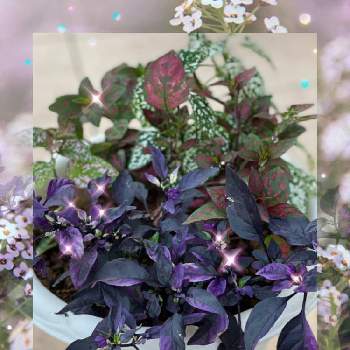 斑入りトウガラシ パープルフラッシュの投稿画像一覧 Greensnap グリーンスナップ