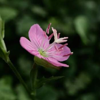 赤花夕化粧の投稿画像一覧 Greensnap グリーンスナップ