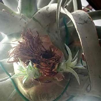 キセログラフィカの投稿画像一覧 Greensnap グリーンスナップ