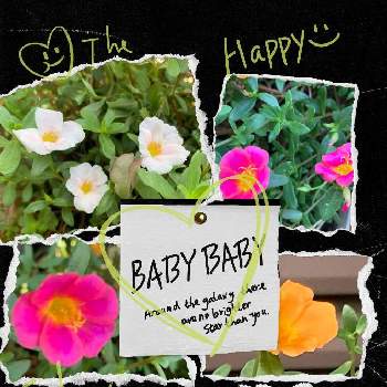 夏らしい！の画像 by momoさん | 小さな庭と医療・介護の皆様に感謝とコロナウイルスの終息を願う！とお庭のお花と癒しとピンク❤︎ピンクとピンクのお花とオレンジ色とお花のある生活と白い花とお花は癒しと小花好きと切り戻しと夏らしい！とポーチュラカ☆