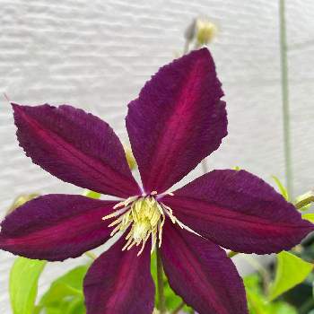 クレマチス ミケリテの投稿画像一覧 Greensnap グリーンスナップ