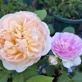 エブリン   バラの画像 by Chieko☆さん | ブルームーンストーンと好きな色と嬉しいと可愛い花と素敵な色とエブリン   バラと可愛いと花のある暮らしと薔薇♪