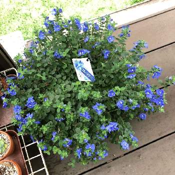 ブルーラグーンの画像 by めぐぞぉさん | 小さな庭とエボルブルスとアメリカンブルーとブルーラグーンとiPhone撮影とPWとpwの花