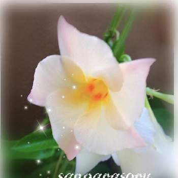 サンパラソル♡の画像 by mayuさん | バルコニー/ベランダとベランダと花のある暮らしとお花❁˚とサンパラソル♡