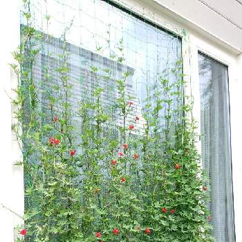 るこうあさがおの投稿画像一覧 Greensnap グリーンスナップ