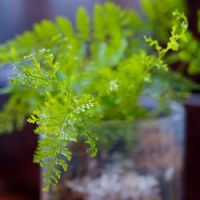 トキワシノブの育て方 胞子での増やし方は 水苔でも栽培できる Greensnap グリーンスナップ