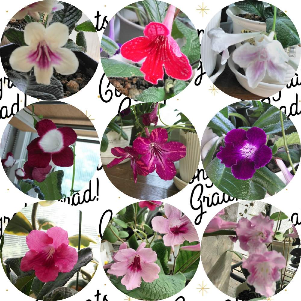 ストレプトカーパスの投稿画像 By 蘭菊 さん 窓辺と赤穂ジェスネリアードとgs映えとおうち園芸と植中毒とストレプトカーパス記録用と北海道からと花 のある暮らしとイワタバコ科と赤穂ジェスネリアードとgs映えとおうち園芸と植中毒とストレプトカーパス記録用と北海道