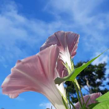 くすみピンクの投稿画像一覧 Greensnap グリーンスナップ