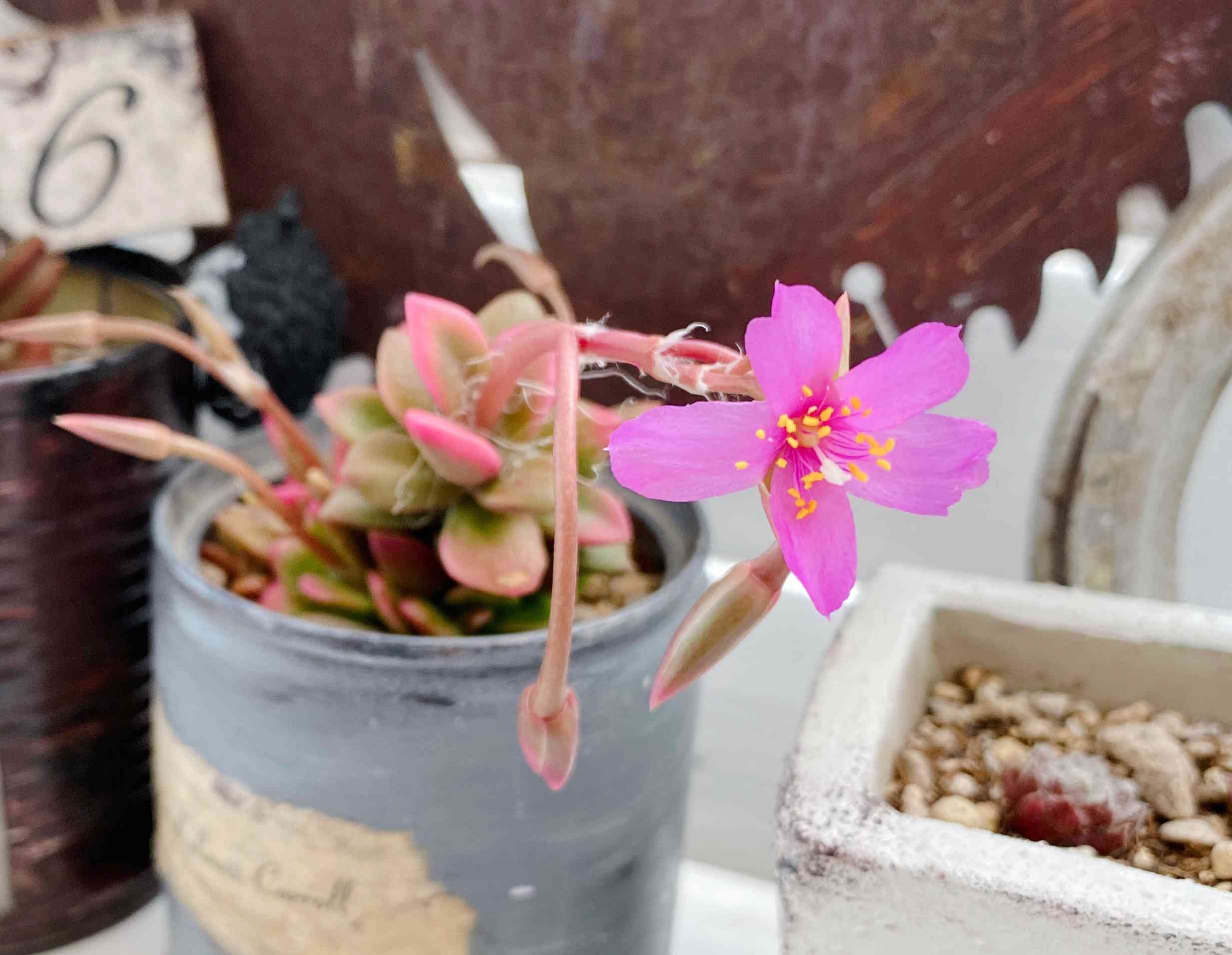 アナカンプセロス属 桜吹雪の花芽〜種採取〜種蒔からの成長キロク