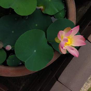 つぼみ の投稿画像一覧 Greensnap グリーンスナップ