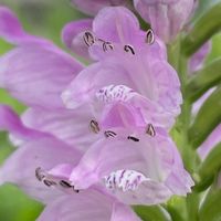 ハナトラノオ,花壇,ガーデニング,山野草,シソ科の画像