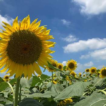 栃木県野木町の投稿画像一覧 Greensnap グリーンスナップ
