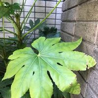 ヤツデの育て方 挿し木や種まきのコツは 虫はつかない Greensnap グリーンスナップ ヤツデの育て方 挿し木や種まきのコツは 虫はつかない Greensnap グリーンスナップ