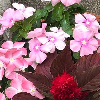 癒される❣️の画像 by アヤアヤさん | 玄関とお花大好き♡と寄せ植えとニチニチソウ☆とケイトウ✿とお日さま大好きと癒される❣️とかわいい花